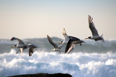 091-Terns-in-Flight-10