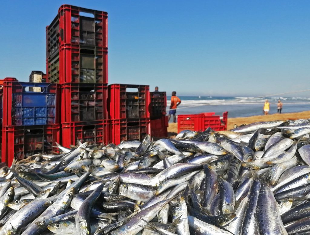 034-Sardine-Run3-pg8-1024x777