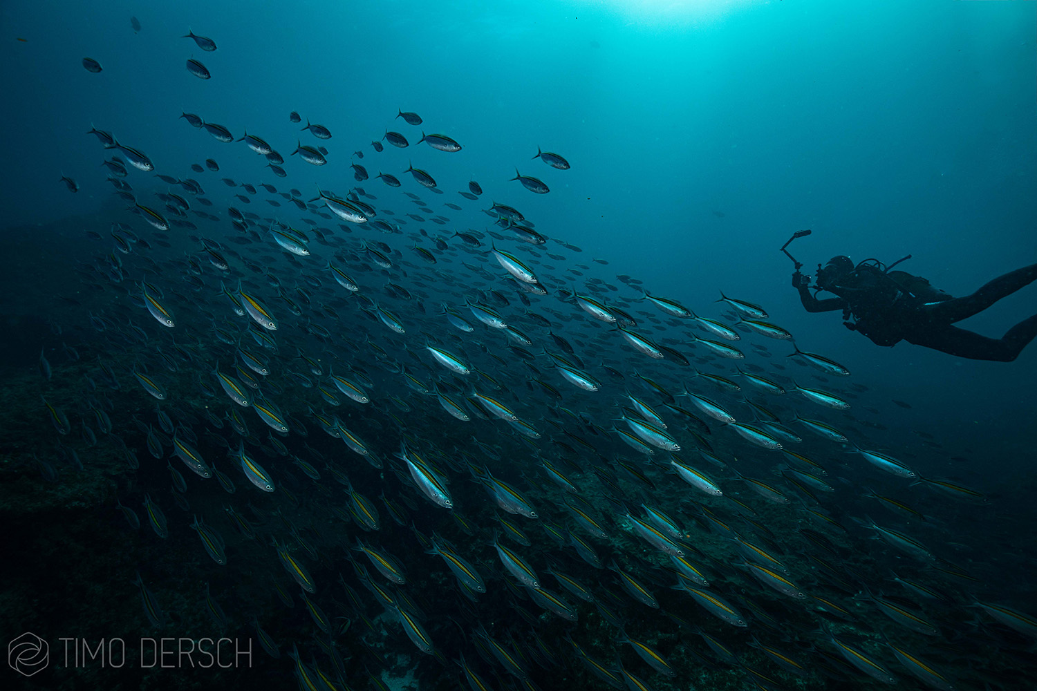 Sapphire Coast Tourism Scuba Diving Aliwal Shoal (11)