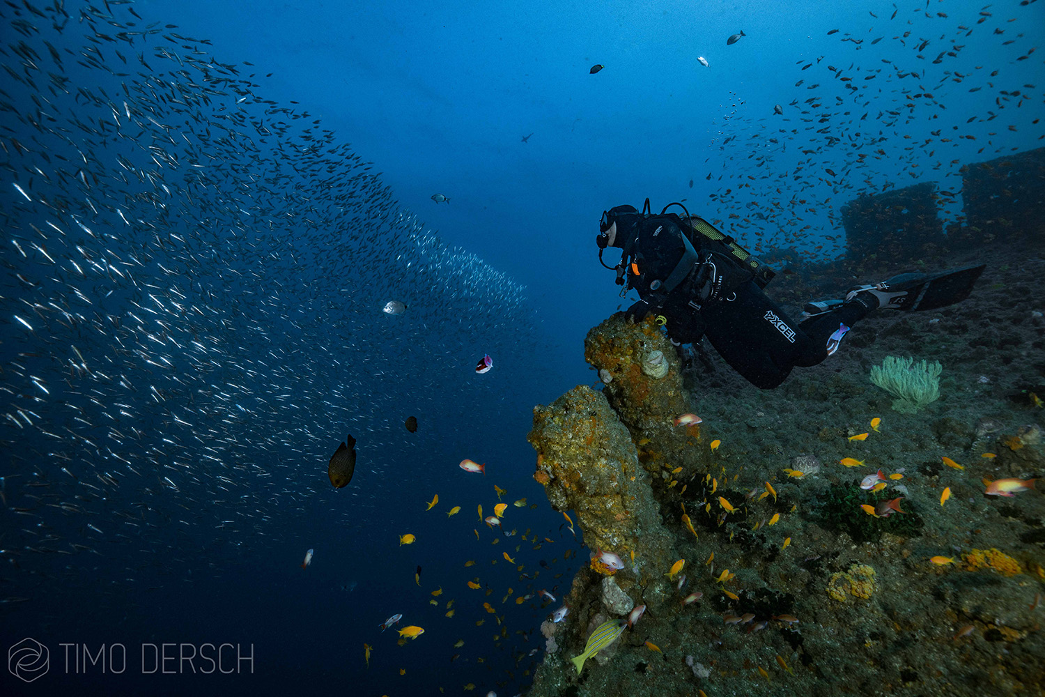 Sapphire Coast Tourism Scuba Diving Aliwal Shoal (12)