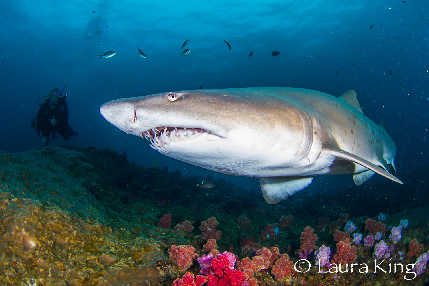 Sapphire Coast Tourism Scuba Diving Aliwal Shoal (2)